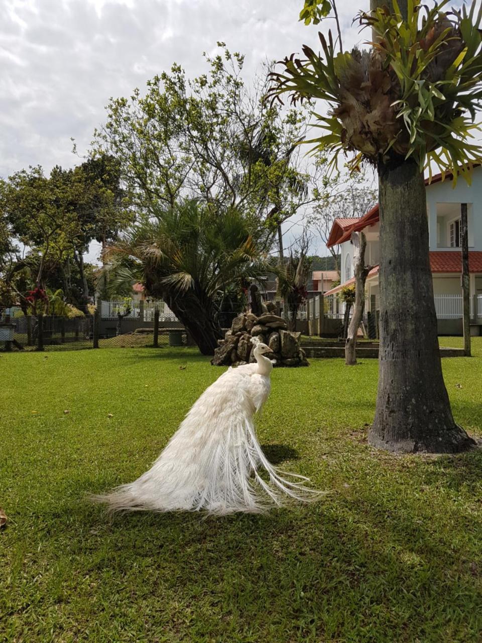 Pousada Pavao Branco Florianópolis 外观 照片