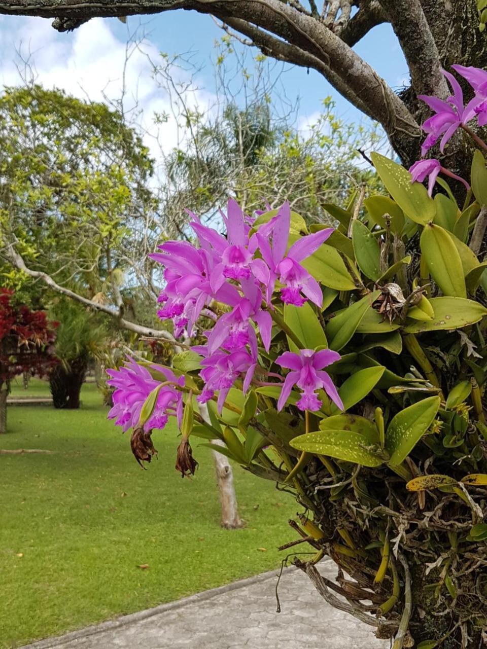 Pousada Pavao Branco Florianópolis 外观 照片